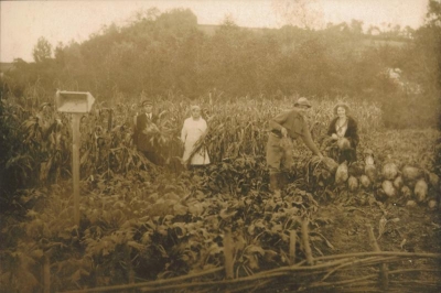 Zbiór buraków 1935r.