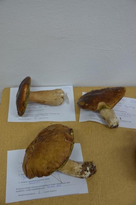 grzybobranie 2018_47